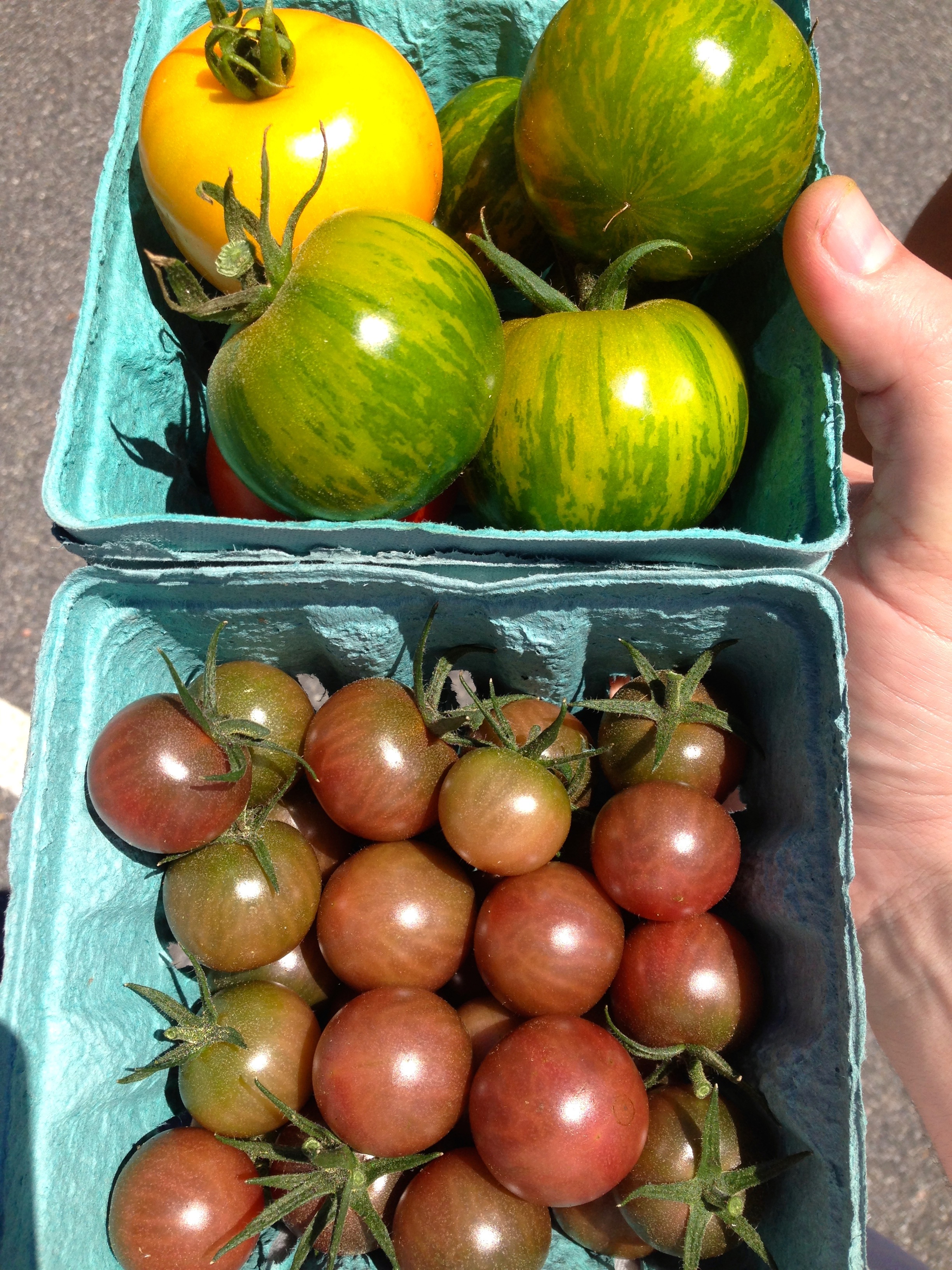Stunningly good tomatoes from my friend's farm on Cape Cod